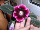 Gloxinia