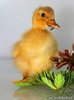 0703050652211baby_duck_with_feather_thumbna_l