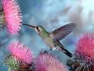 Broad-billed_Hummingbird