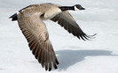 Canada_Goose