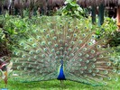 paun-peacock-paon-pfau-pavone-wallpaper_1024x768