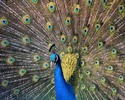 Peafowl