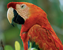 Scarlet_Macaw
