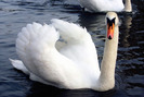 White_Swan%2C_Regent%27s_Park%2C_London