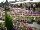expo-flora Craiova iunie 2010 035