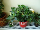 GARDENIE