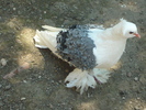 porumbel frezat albatsru