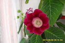 flori-05 001