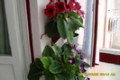 flori-05 002