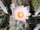 Thelocactus rinconensis phymatothele - 05.06