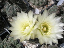 Gymnocalycium schlitzianum - flori