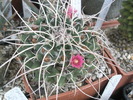 Mammillaria  de la Bogdan - 05.06