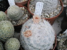 Mammillaria candida - 05.06