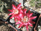 Gymnocalycium floare rosie ascutita - 05.06