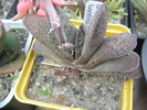 Gasteria baylisiana - 05.06