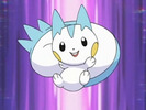 Pachirisu-anime