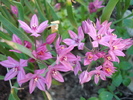 Allium oreophilum (2010, June04)