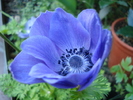 Anemone Mr. Fokker (2010, June 05)