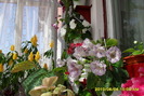 flori-05 001