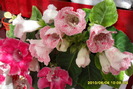 flori-05 002