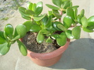 crassula