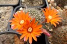 Rebutia flavistyla