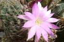 Lobivia wrightii