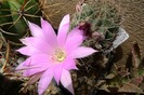 Lobivia wrightii