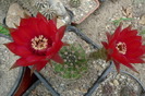 Lobivia aurea v. dobeana