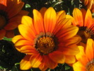 gazania