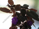 Achimenes magnificent 3