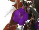 Achimenes magnificent 4