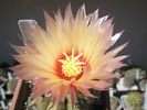 Astrophytum asterias - floare