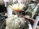 Astrophytum asterias (de la Obor) - 07.06