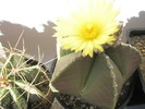 Astrophytum myriostigma v. nudum - 07.06