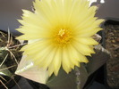 Astrophytum nudum - floare