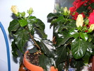 hibiscus