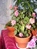 impatiens