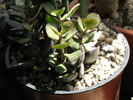 Crassula anomala