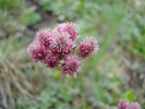DSC05520