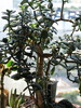 Crassula arborescens