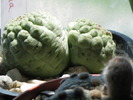 Lavrania (Larryleachia, Trichocaulon)  cactiforme