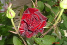 poze noi 256