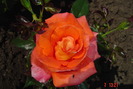 poze noi 278