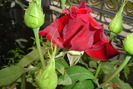 poze noi 291