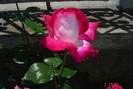 poze noi 292