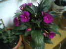 impatiens Noua Guinee(7-06-2010)