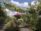050620103959