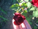 trandafir rosu prins sub pet