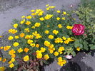 070620104059